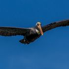 Pelican fly 1