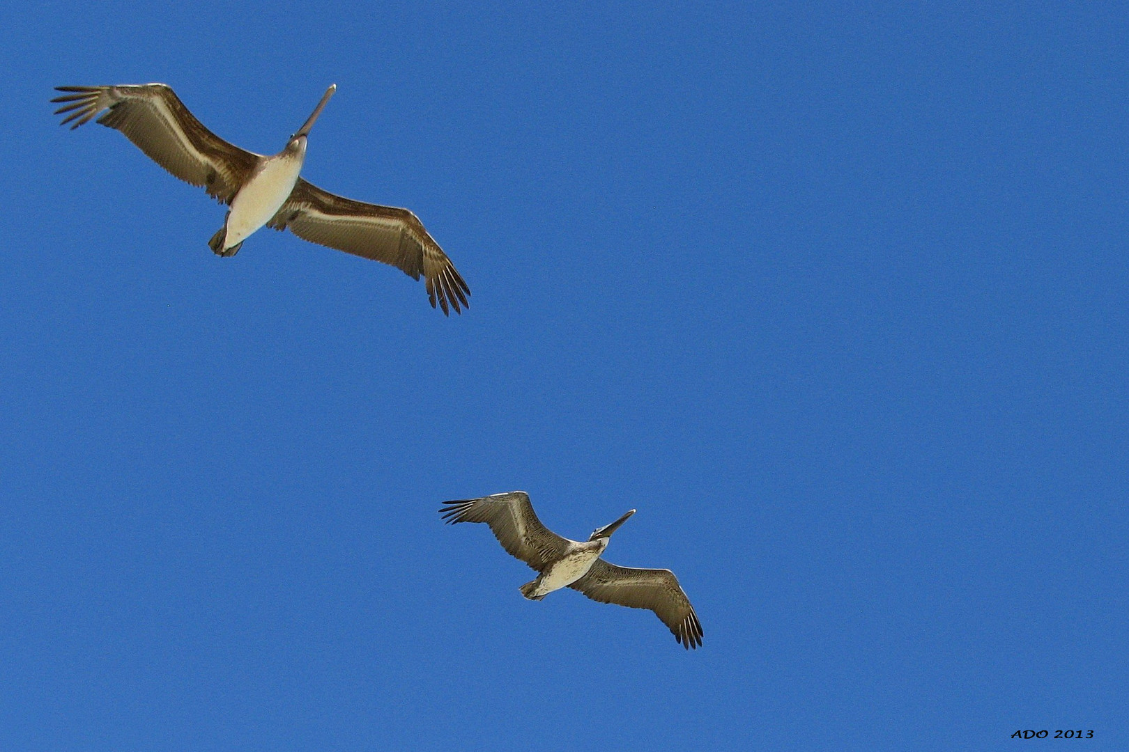 Pelican Fly-Over