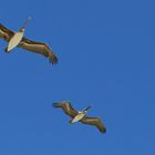 Pelican Fly-Over