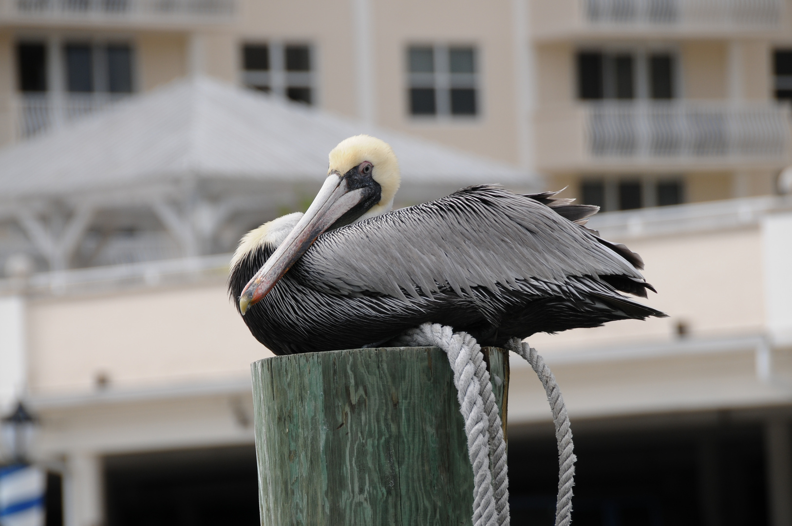 Pelican Fort Lauderdale