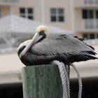 Pelican Fort Lauderdale