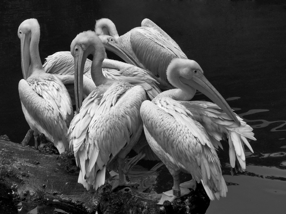 Pelican Gang