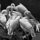 Pelican Gang