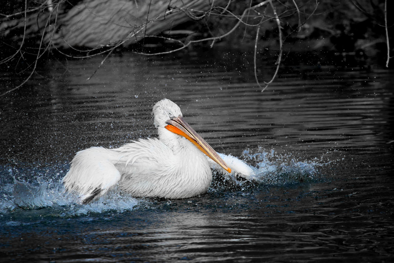 Pelican having fun