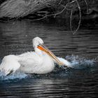 Pelican having fun