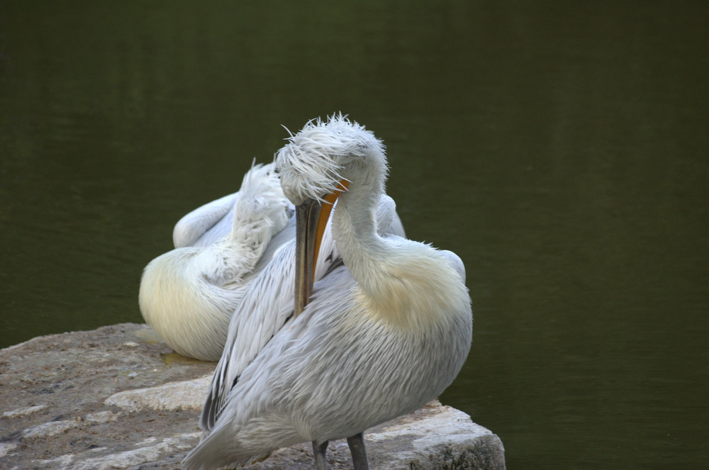 PELICAN HUPPE (Parc de branféré Morbihan)