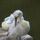 PELICAN HUPPE (Parc de branféré Morbihan)