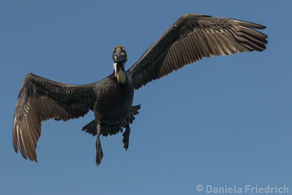 Pelican in Islamadora