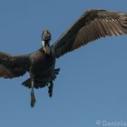 Pelican in Islamadora