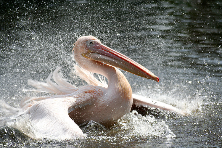 Pelican in the water