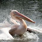 Pelican in the water