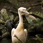 Pelican in the zoo