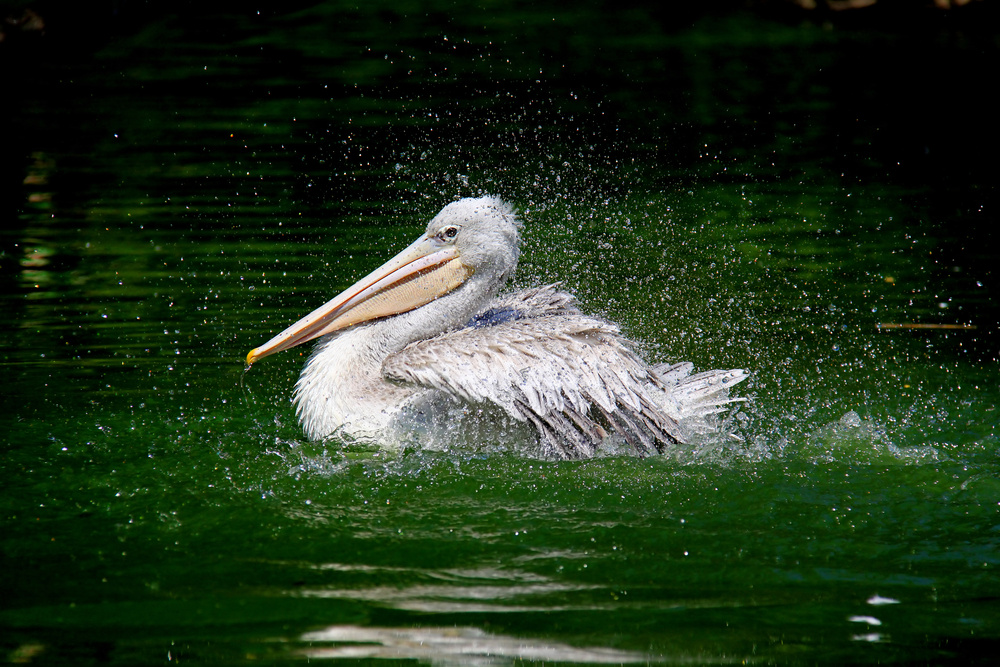 Pelican ,Jungtier