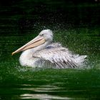 Pelican ,Jungtier