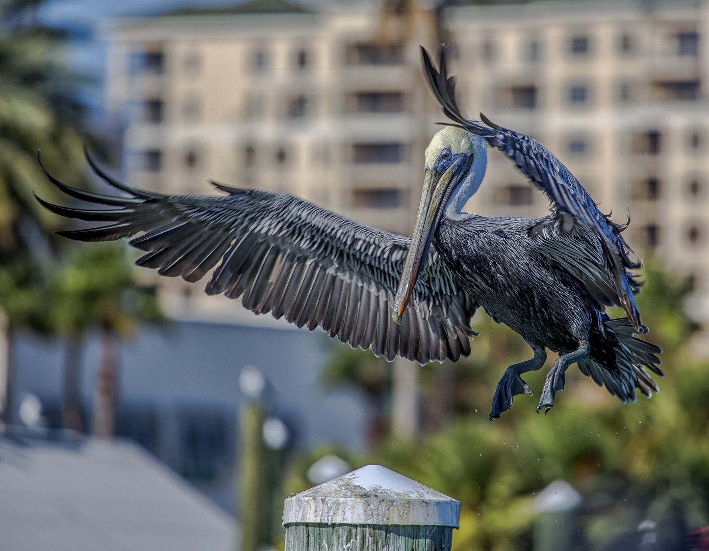 Pelican landing 2