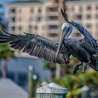 Pelican landing 2