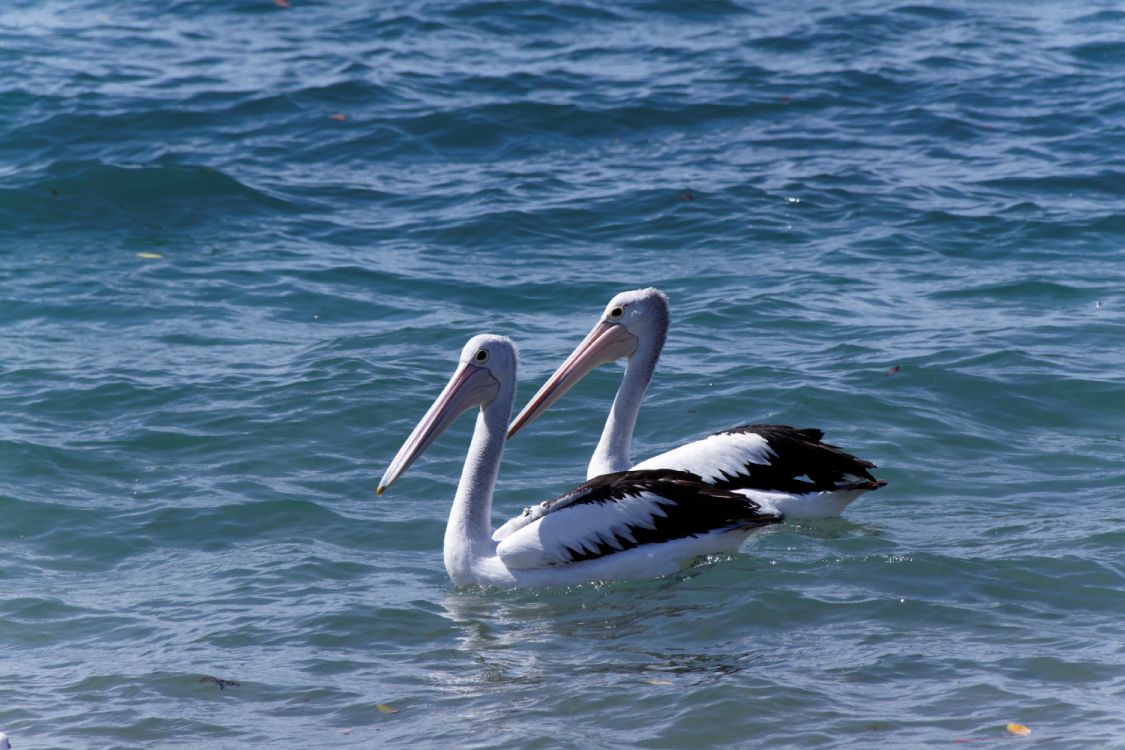 Pelican Love!