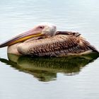 PELICAN, MELES DELTA, IZMIR, TURKEY