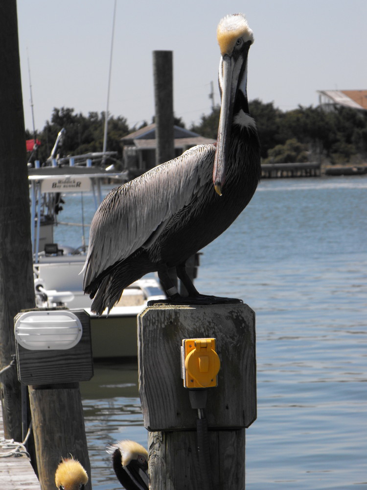 Pelican on Ocracoke Island