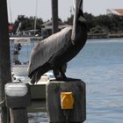 Pelican on Ocracoke Island