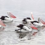 Pelican Parade