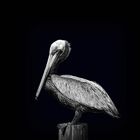 Pelican - Pine Island