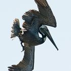 Pelican plongeur