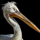 pelican portrait