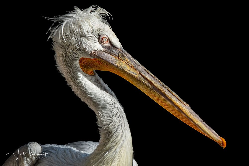 pelican portrait Foto & Bild | tiere, zoo, wildpark & falknerei, vögel ...