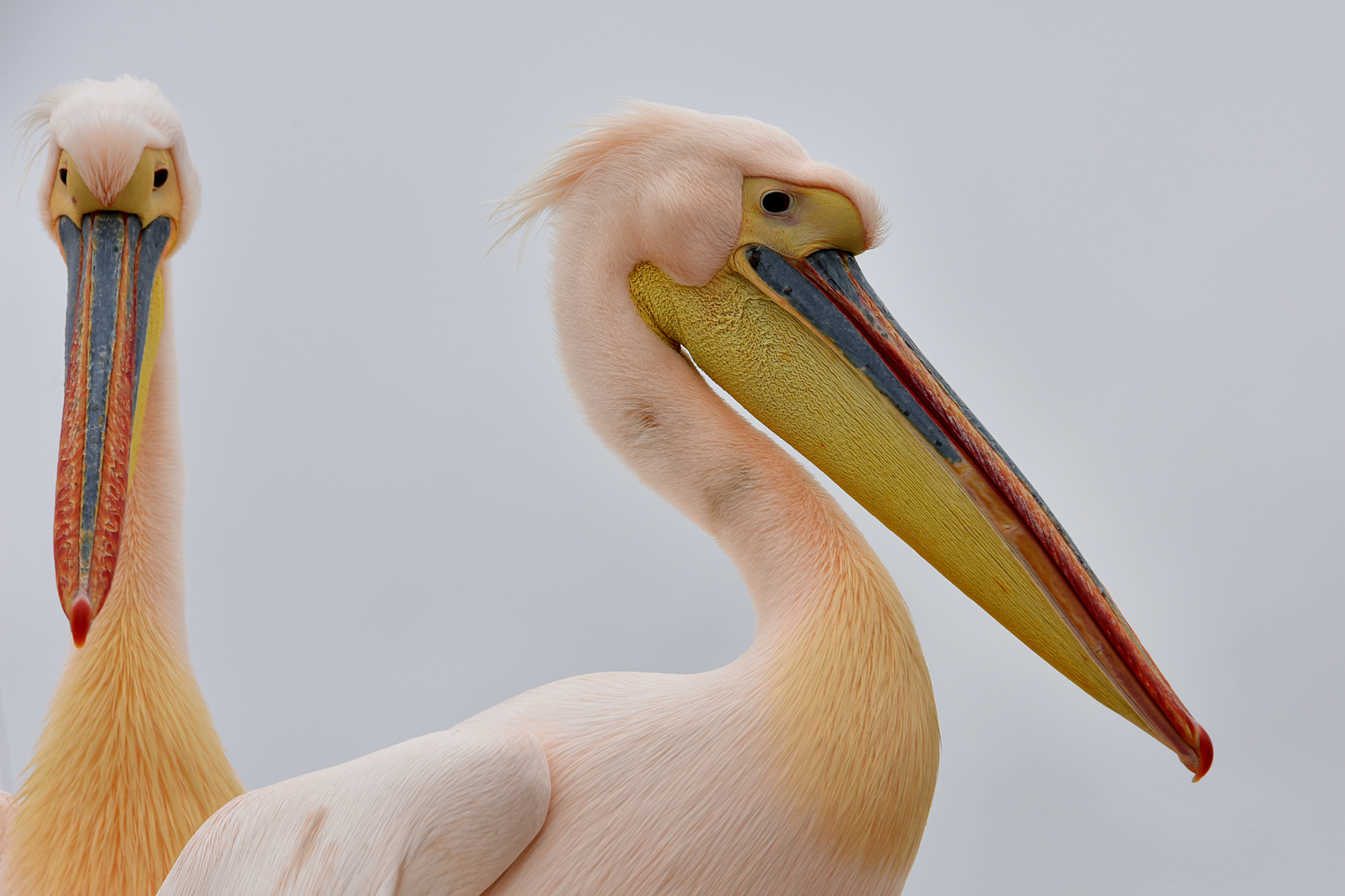 Pelican Portrait