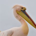 Pelican Portrait