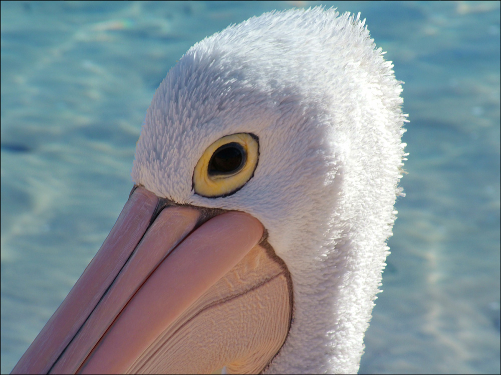 Pelican Portrait