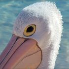 Pelican Portrait