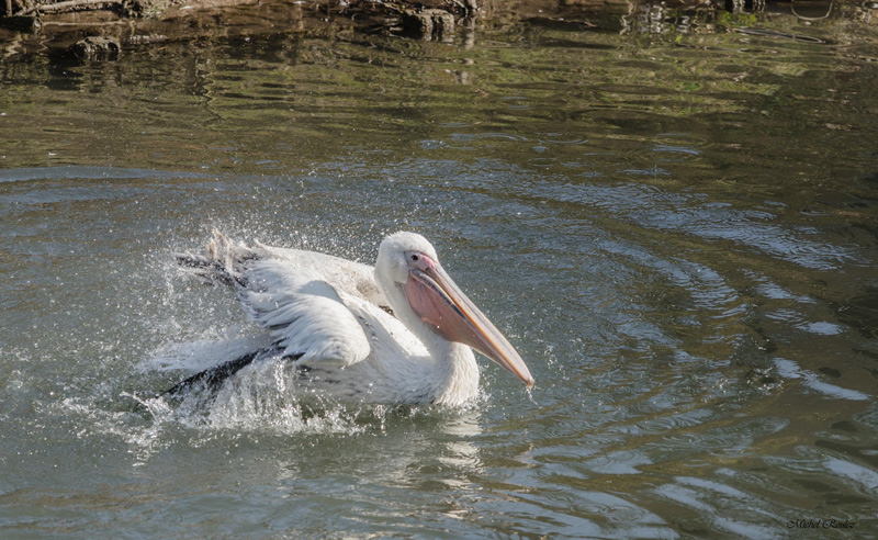 Pélican prenant son bain