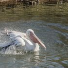 Pélican prenant son bain