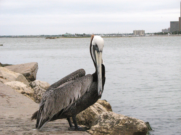 Pelican Reef