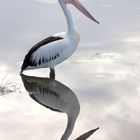 Pelican Reflection