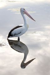 Pelican Reflection