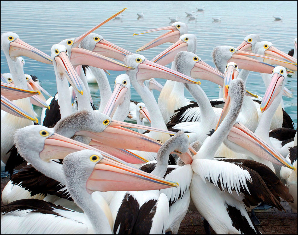 Pelican Squabble