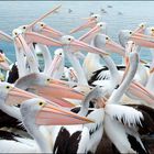 Pelican Squabble