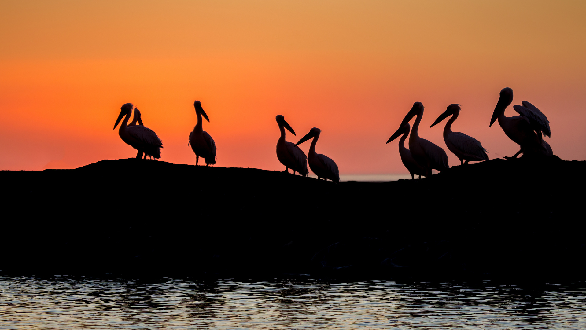 Pelican Sunset (Namibia)