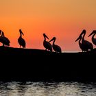 Pelican Sunset (Namibia)