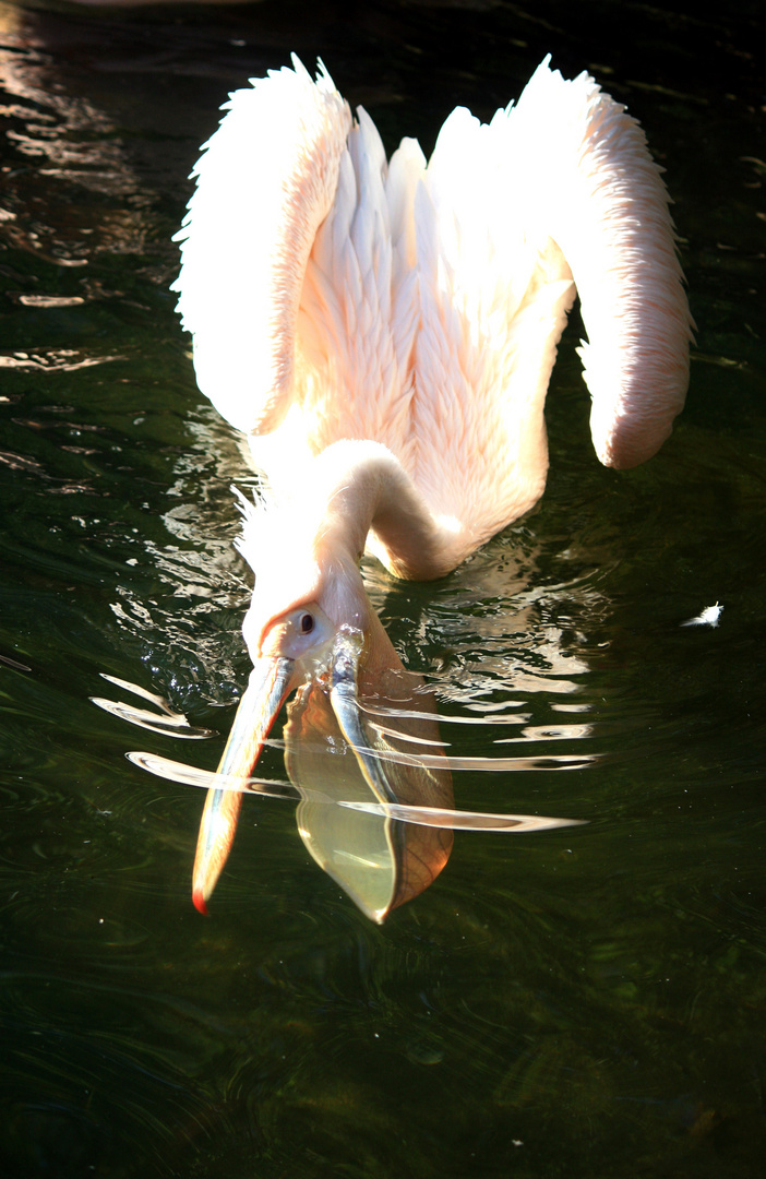 Pelican under water