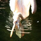 Pelican under water