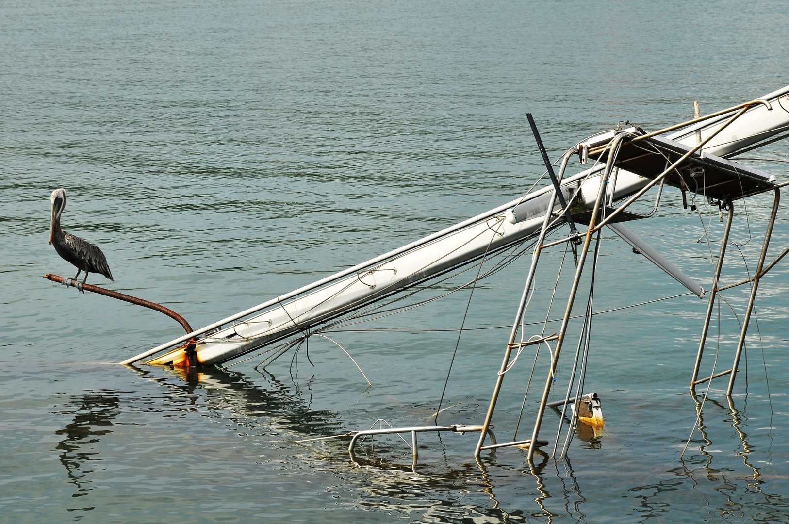 pelican vainqueur