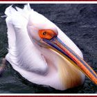 pelican  Valencia 2024