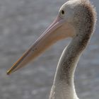 Pelican von der Seite