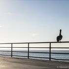 Pelican watch...