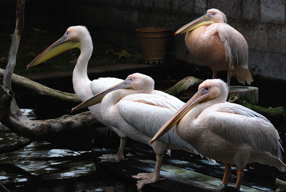 Pelican, Wilhelma Zoo, Stuttgart, DE