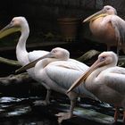 Pelican, Wilhelma Zoo, Stuttgart, DE